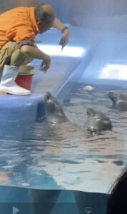 バイカルアザラシと飼育員の石原さん