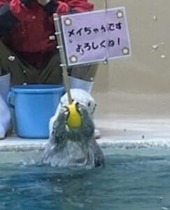 挨拶するメイちゃん