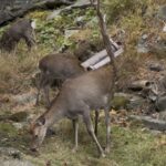 温泉街にいた鹿3頭