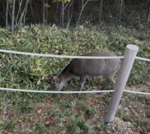 大湯沼遊歩道で出会った鹿（登別地獄谷）