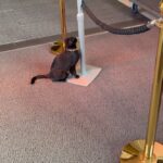 ヒルトンイスタンブールボモンティホテル玄関の猫