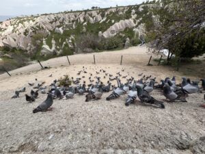 鳩の谷の鳩（カッパドキア）