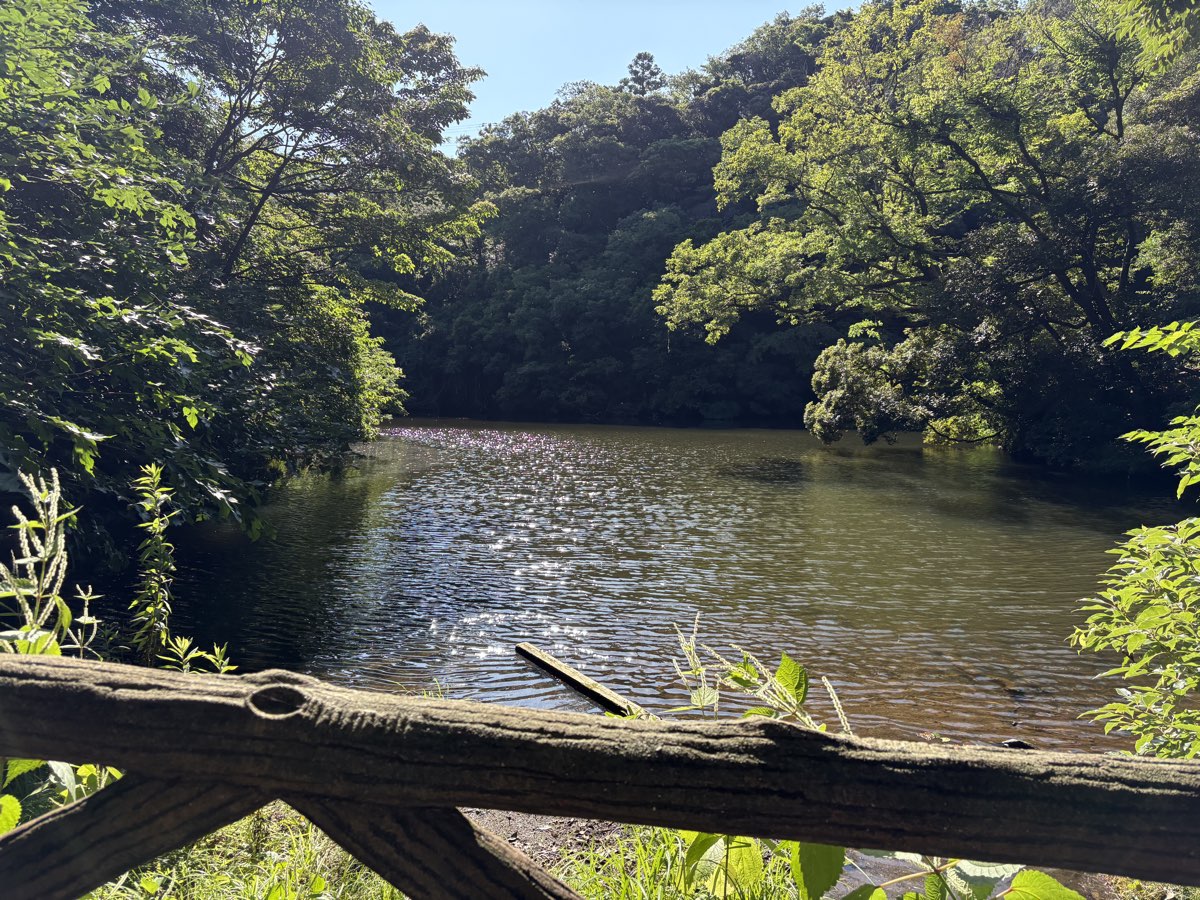 木々に囲まれ水面が輝く久木大池公園